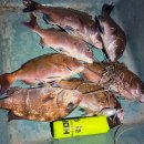 산장낚시터 | 선재낚시공원 루어존 이젠 본격 참돔시즌 복수전 후기 [25.04.25]
