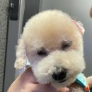 뽀그리멍 이미지