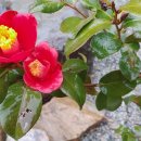 두륜산관광펜션 이미지