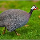 새인농장 이미지