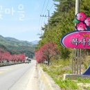 복사꽃피는마을 | 강릉가볼만한곳 복사꽃마을 예약 꿀팁 할인 주차장 미리 알아봐요!