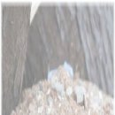 안양애견 이미지