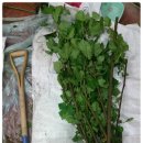 왕산농장 이미지