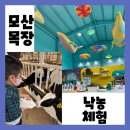 모산농장 | 파주 가볼만한곳 모산목장 농장체험 경기도목장 추천