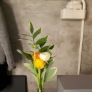 모던수