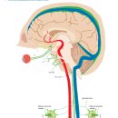 경부 림프절과 연결된 인간 뇌 림프망 이미지