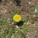 어느봄날 이미지