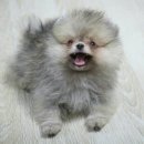 Pom생Pom사 이미지