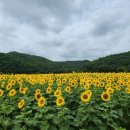 해바라기커피숍 - 태안군 서해로 351 | 해바라기커피숍