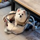 꿈이크는 동물병원 이미지