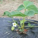 비단향꽃수 이미지