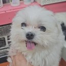 예쁘개해줄개 이미지