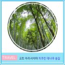 노대길31 | 일본 교토 여행 아라시야마 텐류지 및 치쿠린 대나무 숲길 후기