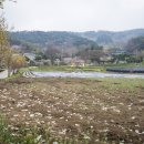 노란거북이 이미지