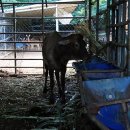 청산사슴농장 이미지