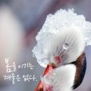 오늘도 봄 이미지