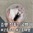 참좋은농장 | 참좋은굼벵이 증평 아이랑 가볼만한 곳 사슴벌레 장수풍뎅이 곤충 분양