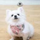 컴패니언 이미지