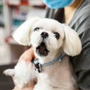 메디펫우리동물병원 이미지