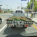꼬끼오용