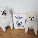 강아지사료추천 소프트사료 열처리 유산균사료 프로바이오밀 연어