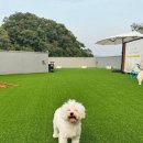 퍼피댕글 이미지