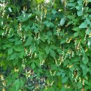 덩쿨농장 이미지