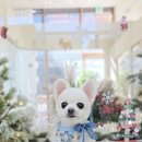 바로펫살롱 이미지