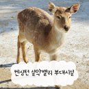 용 사슴목장 | 켄싱턴리조트 설악밸리 부대시설 총정리 실내부터 야외 체험코스까지 완벽 동선 가이드