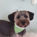 쏭트리밍 이미지