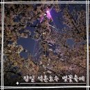동호푸드 | 잠실 석촌호수 벚꽃축제 첫날 구경 및 잠실 성내천 산책길 벚꽃 개나리 풍경