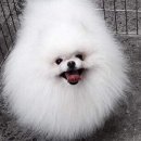 강아지와 고양이 이미지