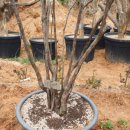 정금농장 이미지