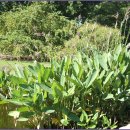 보타니칼 이미지