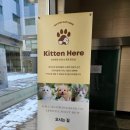 키튼히얼 고양이분양 김포본점 | 김포 고양이분양 운양동 키튼히얼 건강한 아깽이들을 만날 수 있는 깨끗하게 관리된 분양샵