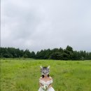 오가닉제주 | #웨딩후기 제주 야외 웨딩스냅 오가닉스냅 촬영 후기(내돈내산)