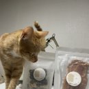 계피랑마요랑 이미지