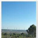 지금,돼지 이미지