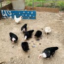 기러기농장 이미지