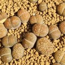 할리농장 이미지