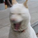 오래