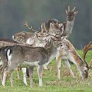 다마사슴 (Fallow deer ; Cervus dama) 이미지