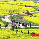 낙동강관리본부 대저생태공원 6 이미지