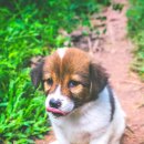 포인트동물의료센터 이미지