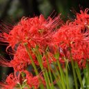 꽃 노래방 이미지