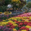 아산 피나클랜드 수목원'="이런 곳이 숨겨져 있었다니... 또 가고 싶은 힐링 명소" 이미지