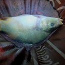 대박향어 이미지