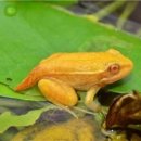 황금개구리 이미지