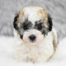 프리도그맘 이미지