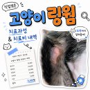 햇빛주는 약국 | 고양이 링웜 증상과 치료비 실제 후기 — 아깽이 집사가 겪은 피부사상균 이야기